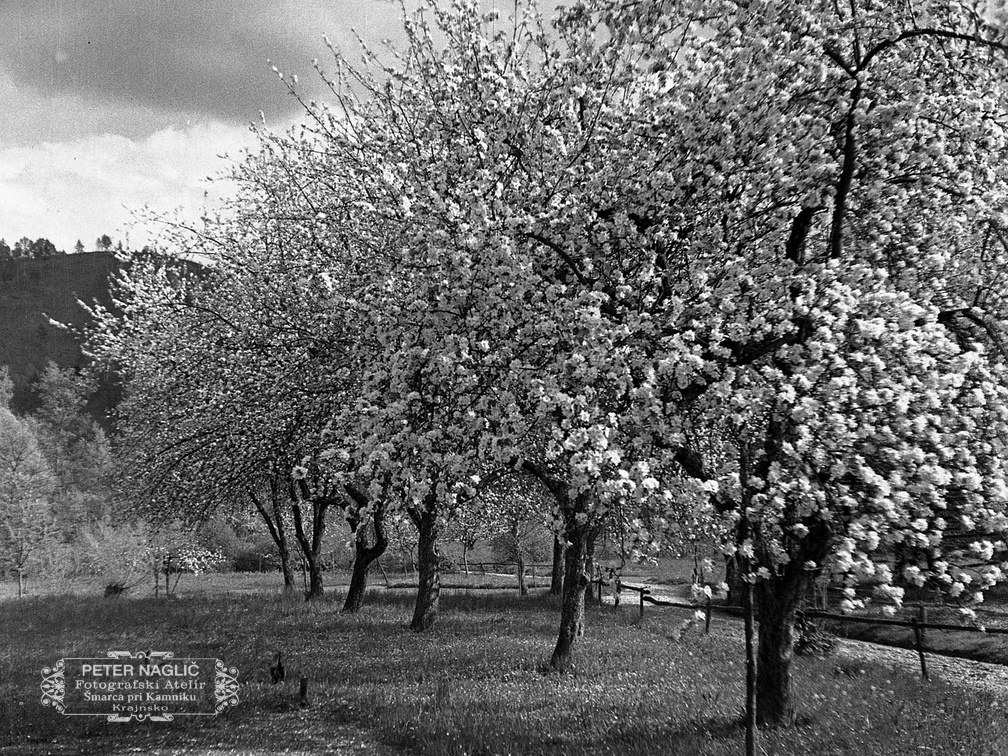 Cvetoče sadno drevje v Dolskem leta 1935 - F 1935 41 5 009