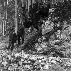 Bukev sestavljena iz 13 debel ob poti k izviru Bistrice leta 1912 - Naglic169