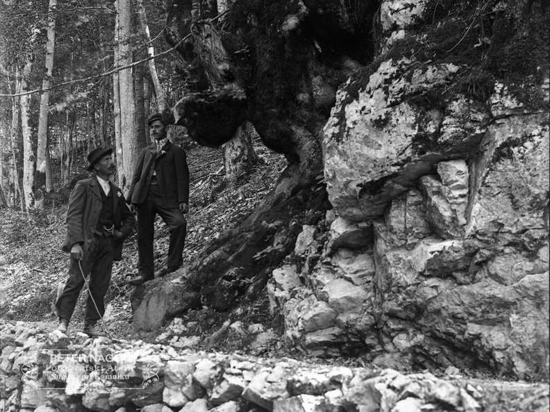 Bukev sestavljena iz 13 debel ob poti k izviru Bistrice leta 1912 - Naglic169