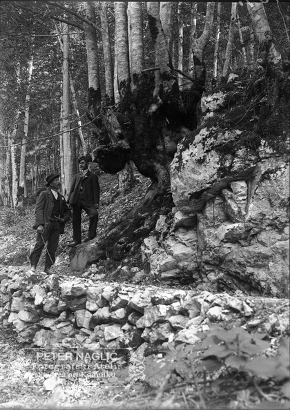 Naglic169 - Čarobnost narave - Bukev sestavljena iz 13 debel ob poti k izviru Bistrice leta 1912 .jpg