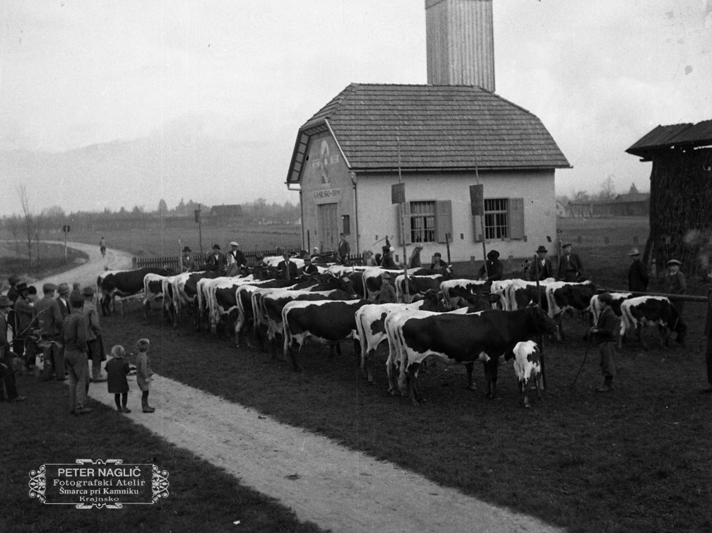 Sejem govedi na Homcu leta 1935 - F_1935_44_5_007