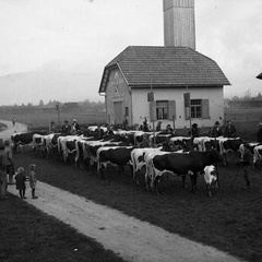 Sejem govedi na Homcu leta 1935 - F_1935_44_5_007