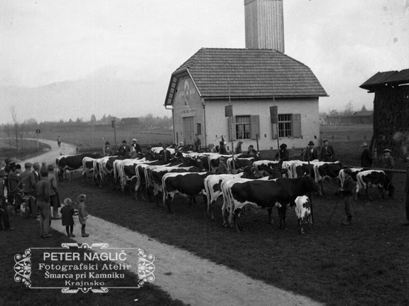 Sejem govedi na Homcu leta 1935 - F_1935_44_5_007
