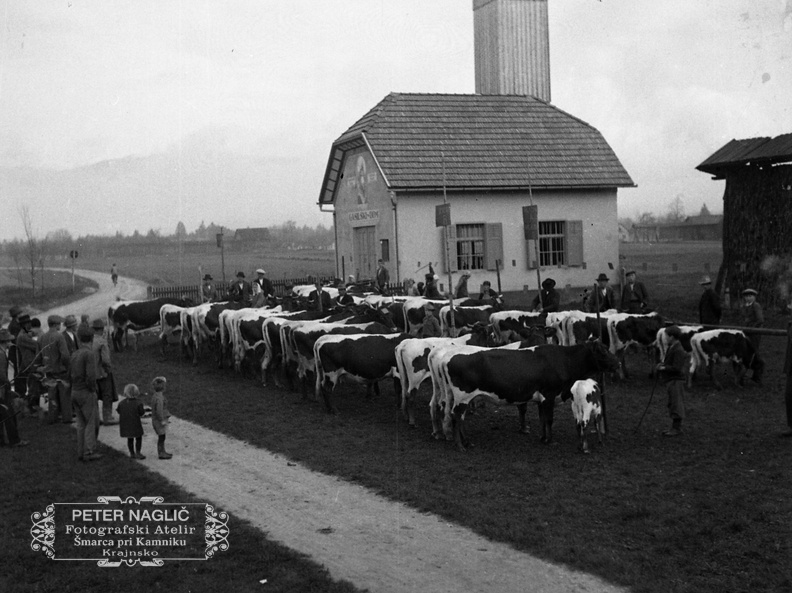 Sejem govedi na Homcu leta 1935 - F_1935_44_5_007