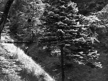 Ob poti na Konja skupina dveh macesnov leta 1933 - F 1933 3 10 008