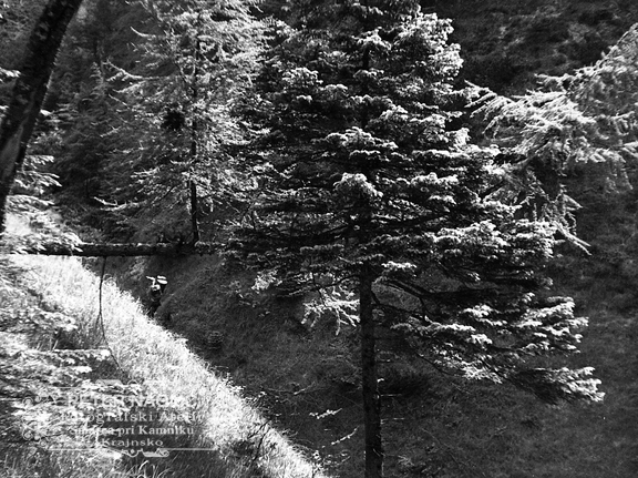 Ob poti na Konja skupina dveh macesnov leta 1933 - F 1933 3 10 008