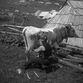 Pastir na Veliki Planini leta 1932 - F 1932 2 3 005