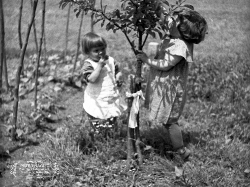 Obiranje češenj leta 1936 - F 1936 2 13 005