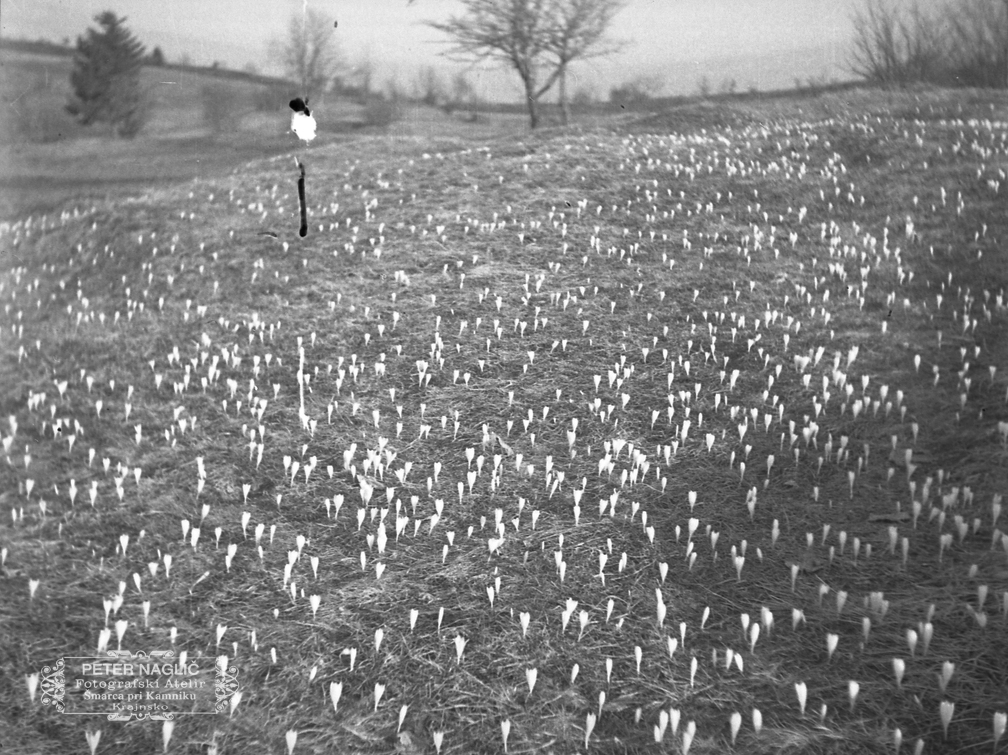 Spomladanski žafran pod Stražiščem leta 1938 - F 1938 1 2 012