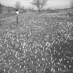 Spomladanski žafran pod Stražiščem leta 1938 - F 1938 1 2 012