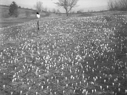 Spomladanski žafran pod Stražiščem leta 1938 - F 1938 1 2 012