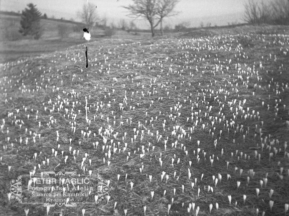 Spomladanski žafran pod Stražiščem leta 1938 - F 1938 1 2 012