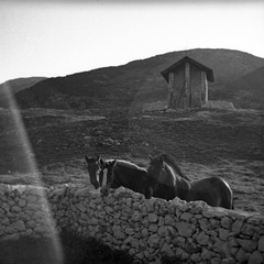 Kapela Device Marije Snežne in konji na Krvavcu leta 1937 - F 1937 2 34 013