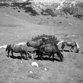 Konji na Veliki Planini leta 1940 - F 1940 1 19 002