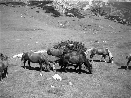 Konji na Veliki Planini leta 1940 - F 1940 1 19 002