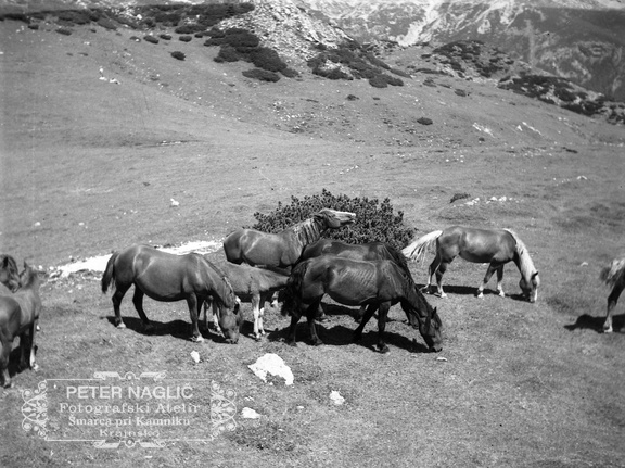 Konji na Veliki Planini leta 1940 - F 1940 1 19 002
