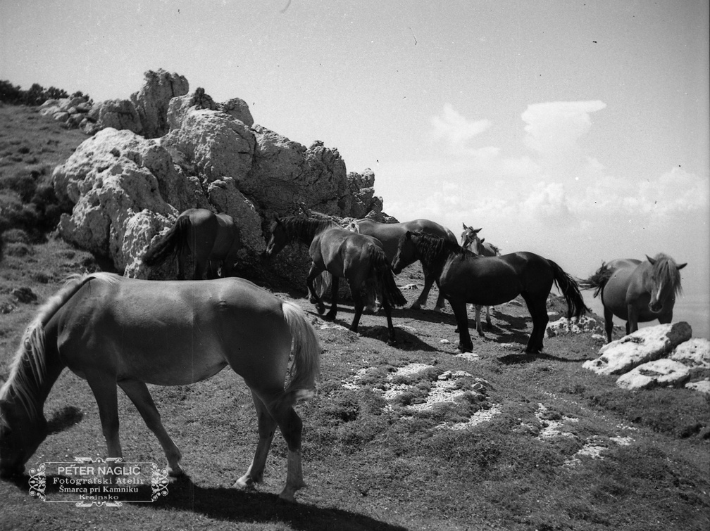 Konji na Veliki Planini leta 1940 - F 1940 1 19 003