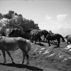 Konji na Veliki Planini leta 1940 - F 1940 1 19 003