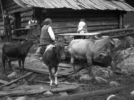 Koze ob pastirski koči na severni strani Kamniškega gorovja leta 1932 - F 1932 1 7 012