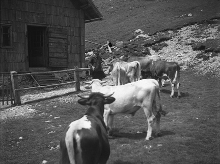Krave med pašo ob koči na Kamniškem sedlu leta 1932 - F 1932 4 8 001