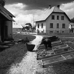 Sušenje žime na tovarniškem dvorišču leta 1933 - F 1933 4 5 002