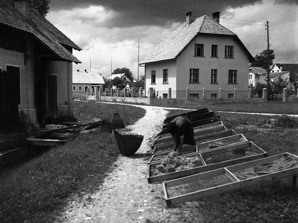 Sušenje žime na tovarniškem dvorišču leta 1933 - F 1933 4 5 002