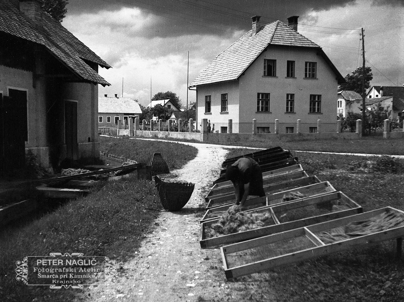 Sušenje žime na tovarniškem dvorišču leta 1933 - F 1933 4 5 002