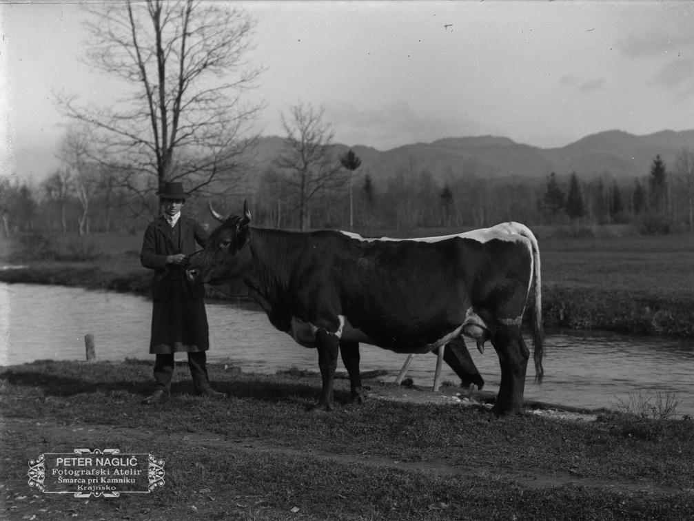Pastir s kravo - Naglic 1448