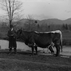 Pastir s kravo - Naglic 1448