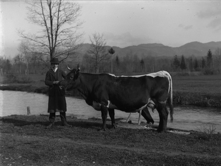 Pastir s kravo - Naglic 1448