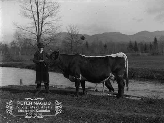 Pastir s kravo - Naglic 1448