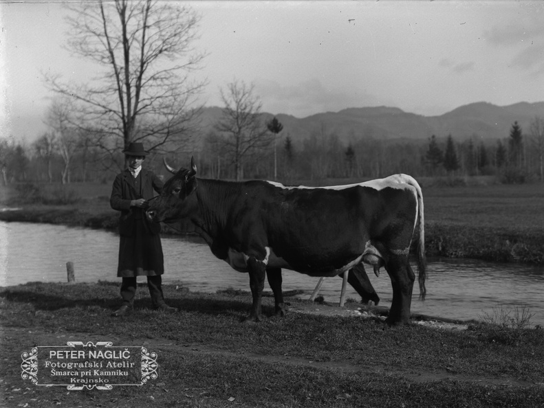Pastir s kravo - Naglic 1448