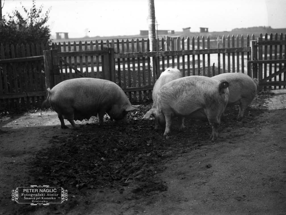 Prašiči za ogrado - Naglic 1449