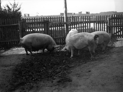 Prašiči za ogrado - Naglic 1449