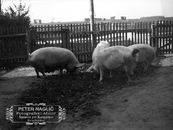 Prašiči za ogrado - Naglic 1449