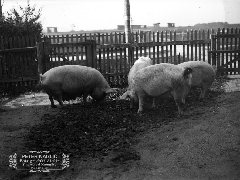Prašiči za ogrado - Naglic 1449