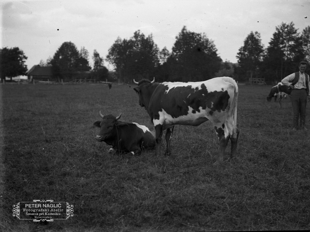 Krave na paši, poleg Franc Borc iz Šmarce -  Naglic 1450