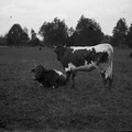 Krave na paši, poleg Franc Borc iz Šmarce -  Naglic 1450