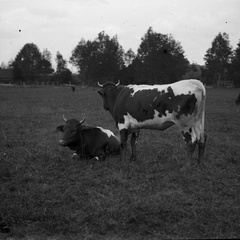 Krave na paši, poleg Franc Borc iz Šmarce -  Naglic 1450