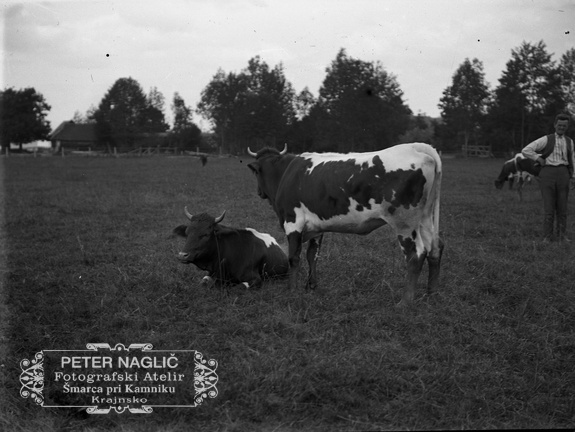Krave na paši, poleg Franc Borc iz Šmarce -  Naglic 1450