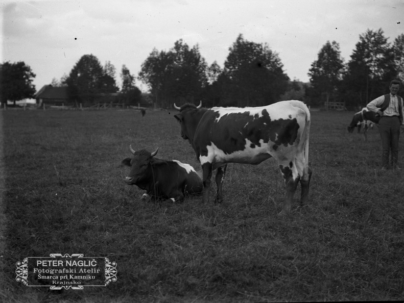 Krave na paši, poleg Franc Borc iz Šmarce -  Naglic 1450