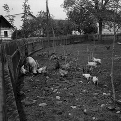 Murska Sobota, domače živali v ograjenem dvorišču leta 1933 - F 1933 1 1 016