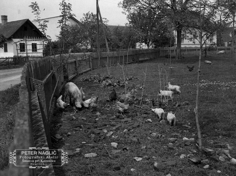 Murska Sobota, domače živali v ograjenem dvorišču leta 1933 - F 1933 1 1 016