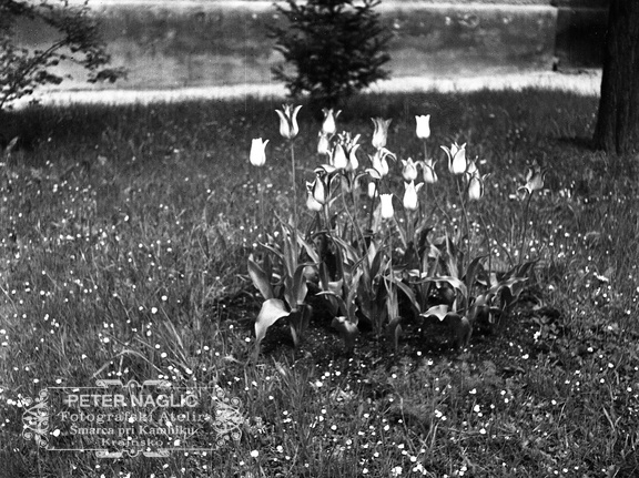 Cvetovi tulipanov, leta 1933 - F 1933 1 2 003