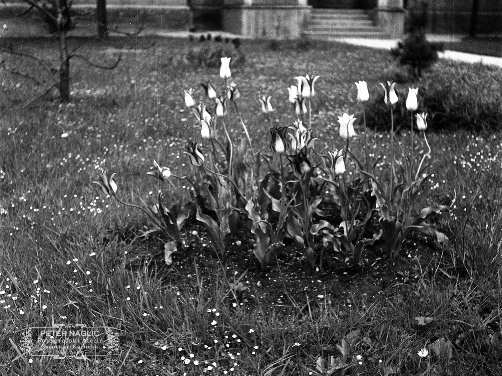 Cvetovi tulipanov, leta 1933 - F 1933 1 2 004