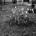 Cvetovi tulipanov, leta 1933 - F 1933 1 2 004