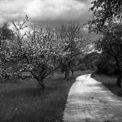 Litija, na poti cvetoče drevje - F 1933 2 10 015