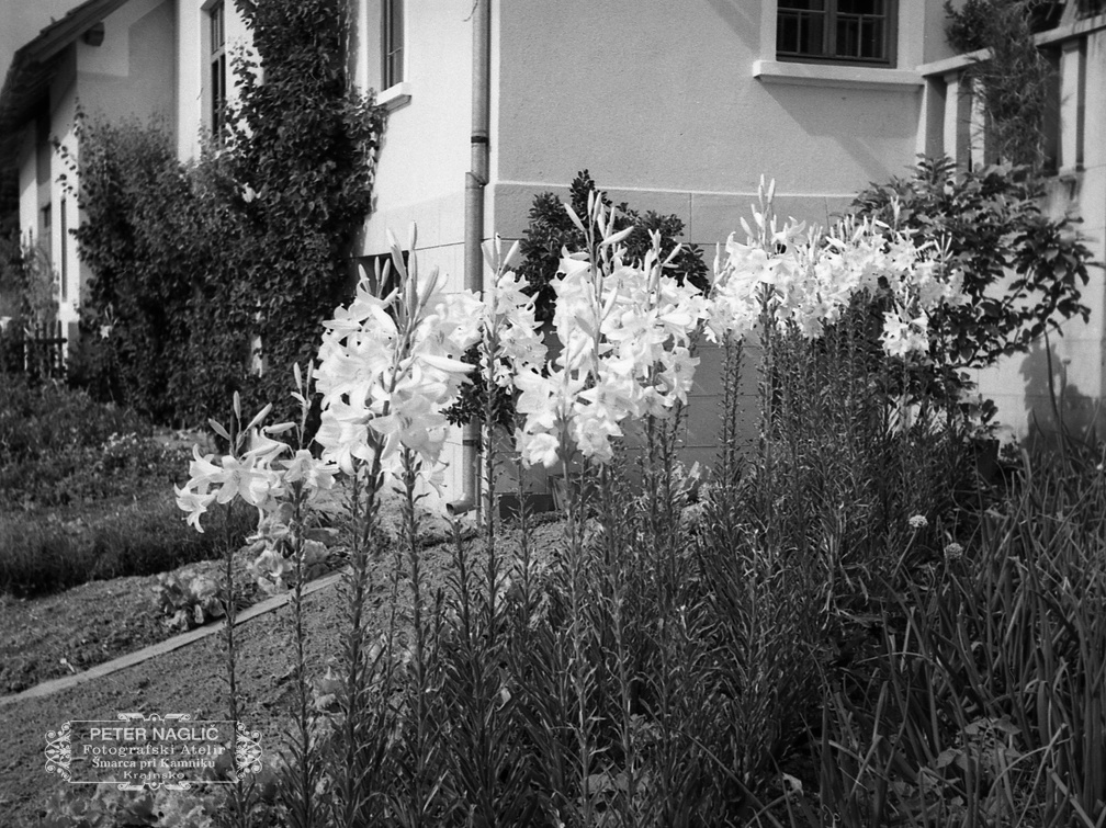 Bele lilije ali limbar, Homec 1940 - F 1940 1 6 007