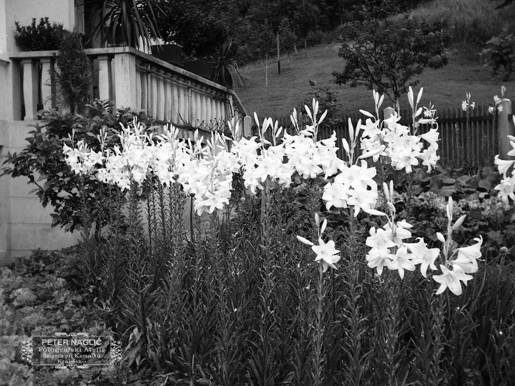 Bele lilije ali limbar, Homec 1940 - F 1940 1 6 008