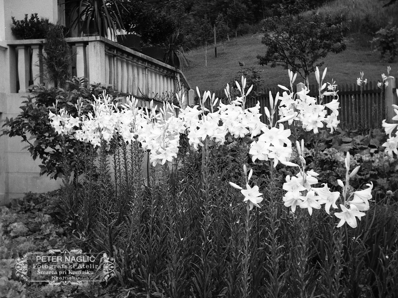 Bele lilije ali limbar, Homec 1940 - F 1940 1 6 008